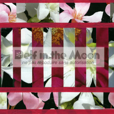 Collage 28